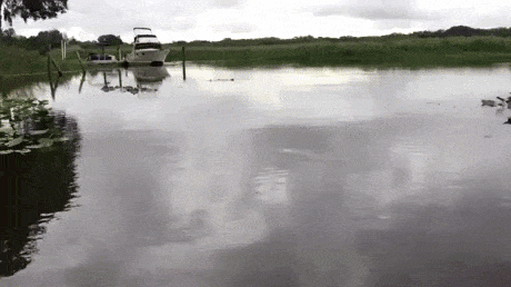 Not gonna swim here in wtf gifs