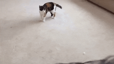 Play with me catto in dog gifs