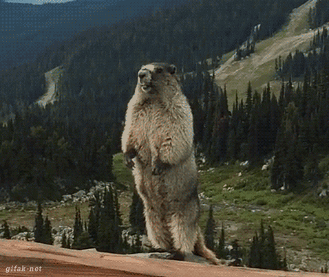 A very Talkative Marmot