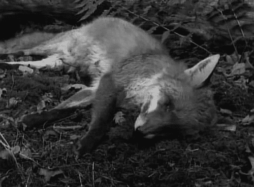 Fox Death GIF - Find & Share on GIPHY