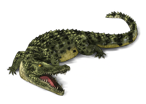 Crocodile GIF - Find & Share on GIPHY