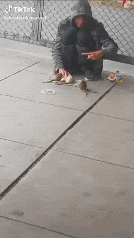He tought tricks to rats in funny gifs