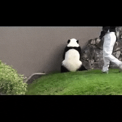 Escaping attempt fail in funny gifs