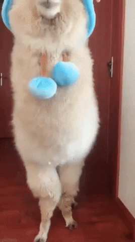 Cutest alpaca ever in animals gifs