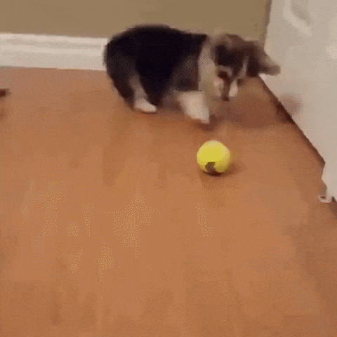 How to Cheer Up Your Kids From Being Bored Quarantine Coronavirus (COVID19) | Happy Puppy Corgi Playing with Tennis Ball
