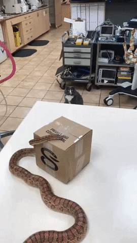 Cat meets snake for the first time in funny gifs