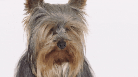 AnimalHouseMilano GIF - Find & Share on GIPHY