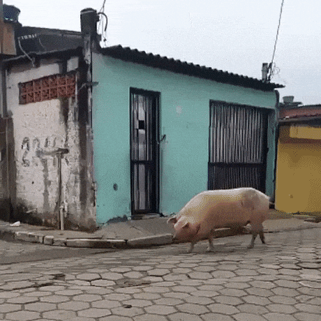 The hog rider in funny gifs