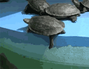 Push Animals Turtle