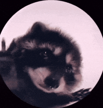 Party Raccoon