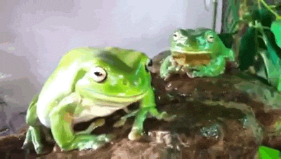 Images Of Frogs Gifs Get The Best Gif On Giphy