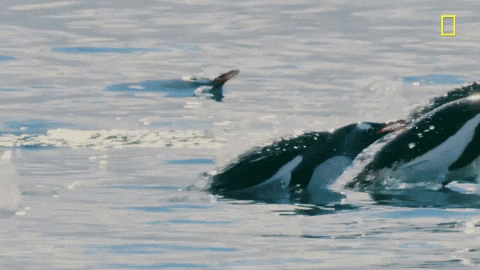 Nat Geo Penguins GIF by National Geographic Channel - Find & Share on GIPHY