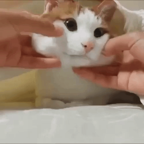 squish face cat