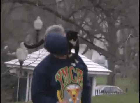 White House Cats GIF by US National Archives - Find & Share on GIPHY