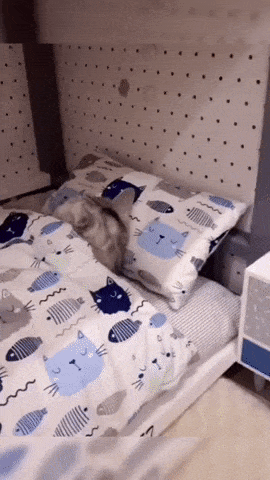 Catto getting ready in cat gifs