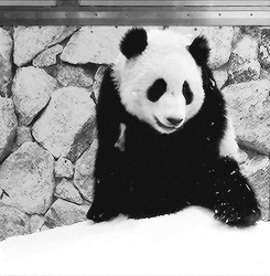Dance Panda GIFs - Find & Share on GIPHY
