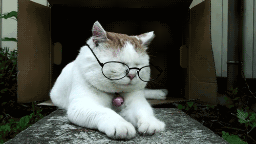 cat school work tired glasses