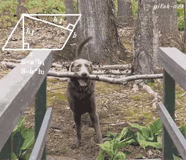 Giphy of a clever dog getting a large tree branch across a narrow bridge by tilting his head