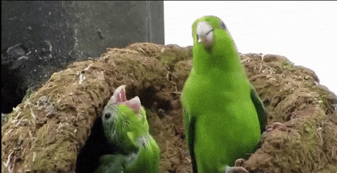 A GIF of green parrots dancing