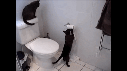 животные убираются дома, животные занимаются уборкаой дома, животные убираются