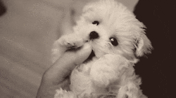 cute puppy maltese