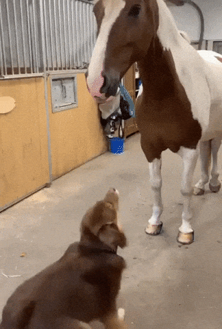 Doggo and horse are best buddies in funny gifs