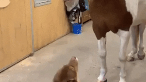 Doggo and horse are best buddies