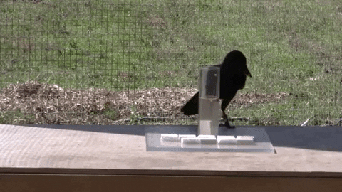 New Caledonian Crow dropping white rectangles into a tube of water to get a piece of food. This is one measure of crow intelligence