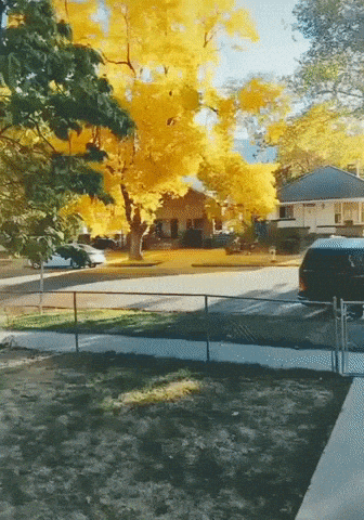 Magical tree of fall times in wow gifs