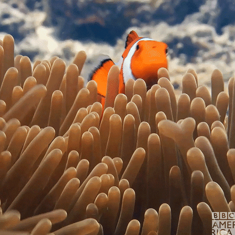 Finding Nemo Mood GIF by BBC America - Find & Share on GIPHY