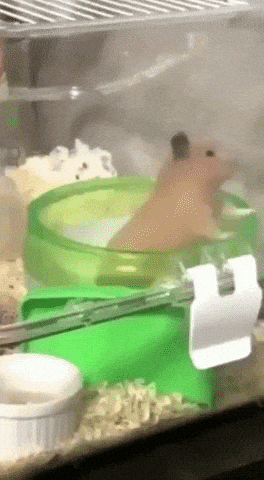 This is a mad world in funny gifs