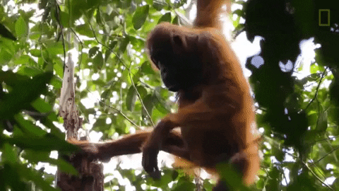 Dr Pol Monkey GIF by Nat Geo Wild - Find & Share on GIPHY