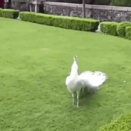White Peacock in animals gifs