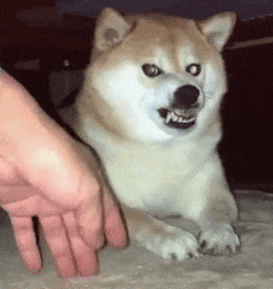 Most angry dog ever in dog gifs
