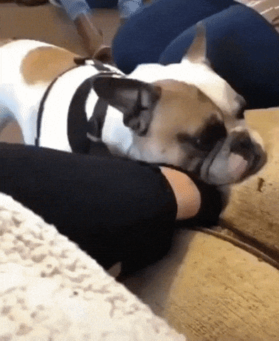 Sharing is caring in dog gifs