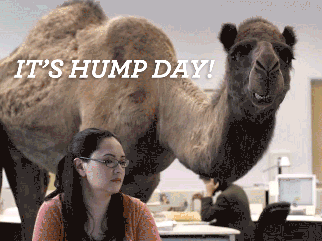 Hump Day Camel Meme Gif