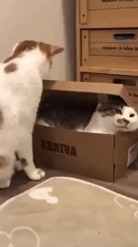 You are ready to ship in cat gifs