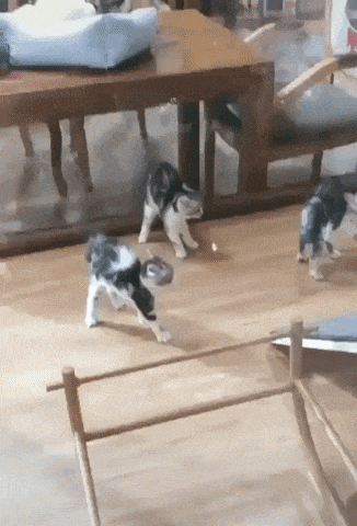 Defense mode ON in cat gifs