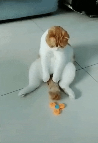 Catto Spins Fidget with Tail Cute Funny Adorable Cat