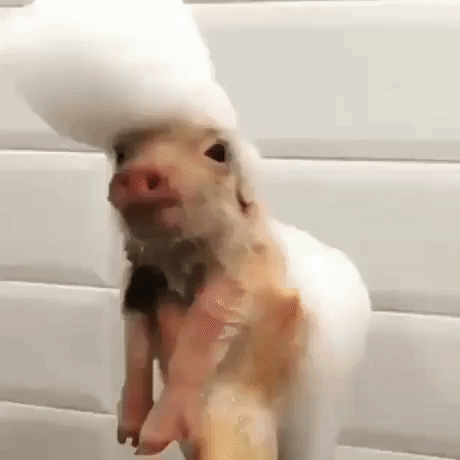 Elvis pigsly in funny gifs