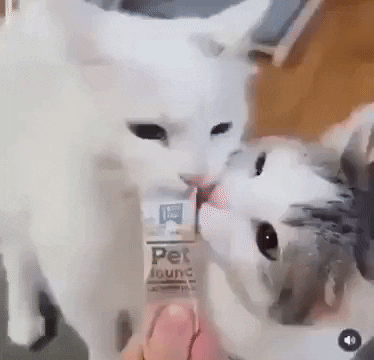Two Cats Eating Treats, Accidentally Bites Tongue
