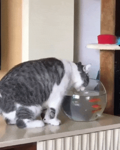 Fish telling cat to buzz off in cat gifs