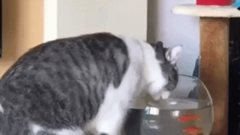 Fish telling cat to buzz off