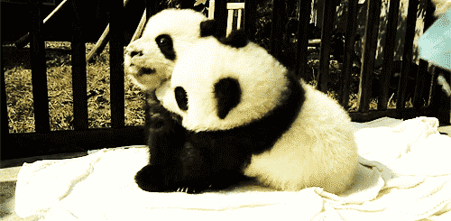 Panda Love Gif Find Share On Giphy