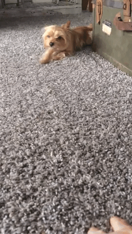 fun crawling gif