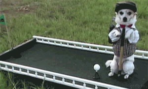 Pup Golfing GIF - Find & Share on GIPHY