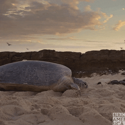Turtle crawling slowly through sand