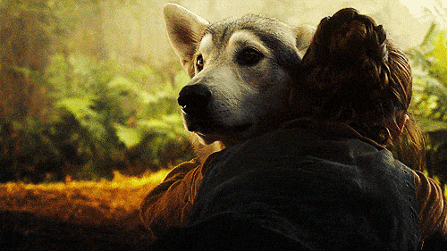 Direwolf GIF - Find & Share on GIPHY
