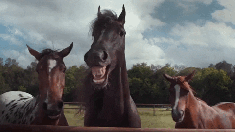 Horses laugh