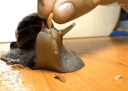 https://media.giphy.com/media/Zf5rKfZEiT8ju/giphy.gif